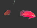 Red Jewel Cichlid