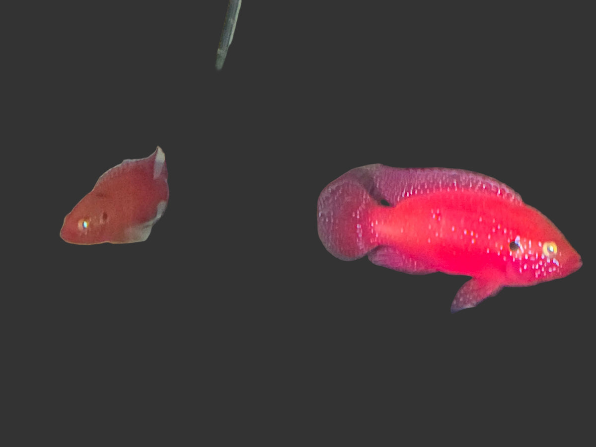 Red Jewel Cichlid