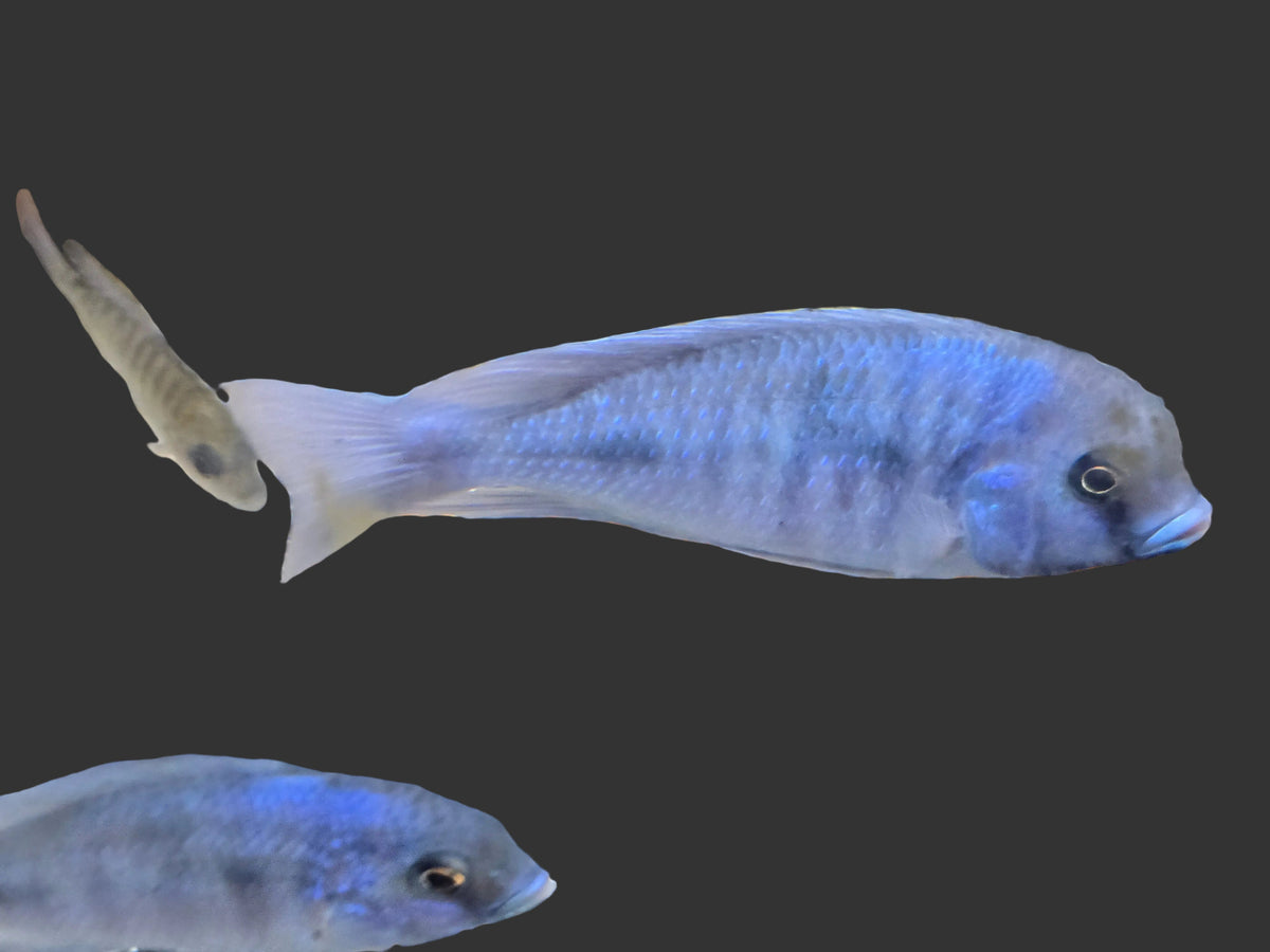 Blue Dolphin Moori