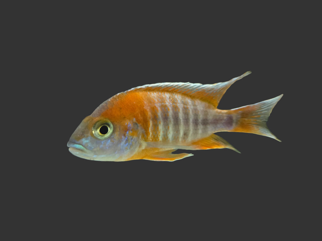 Eureka Red Cichlid