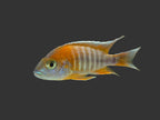 Eureka Red Cichlid