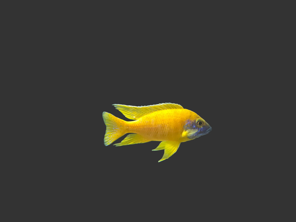 A bright yellow cichlid fish swimming in an aquarium with a bubble column rising from the surface and a dark textured background.