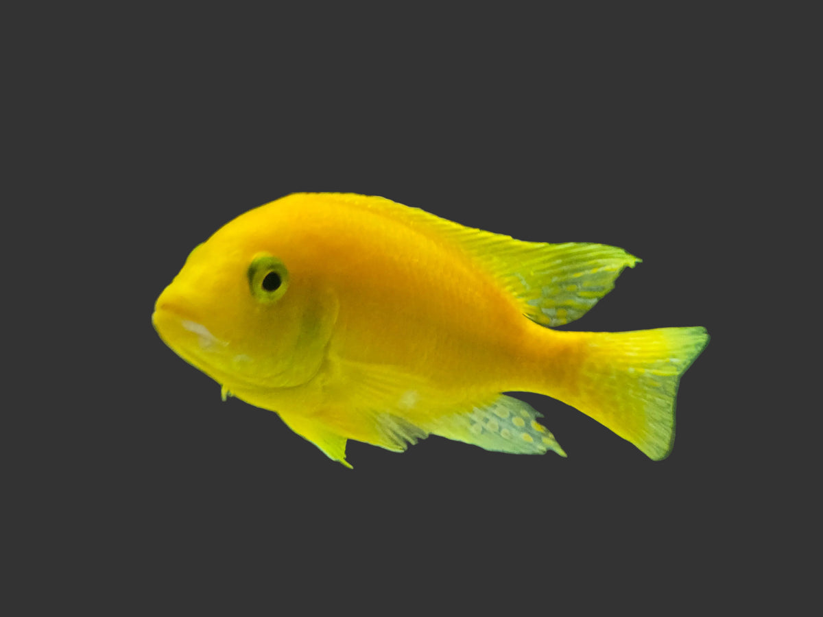 METRIACLIMA SP. DAKTARI