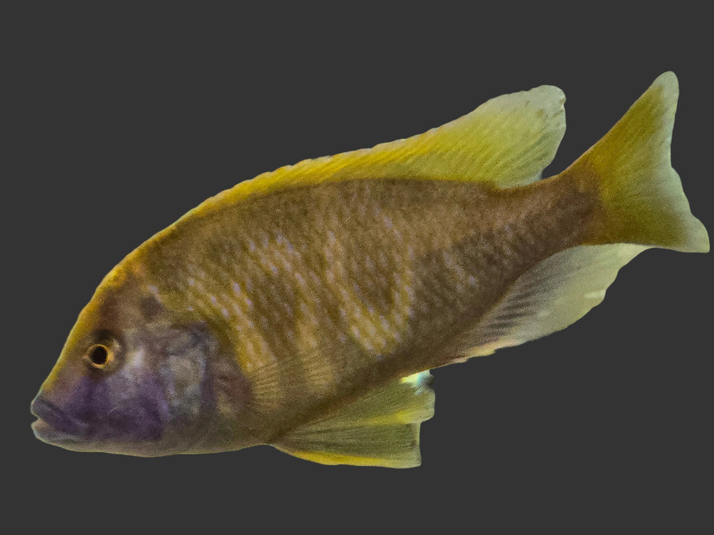 Venustus