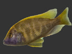 Venustus