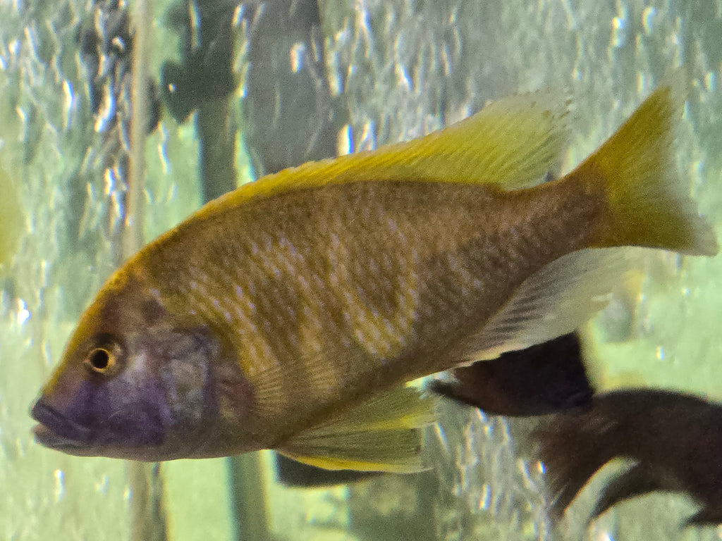 Venustus