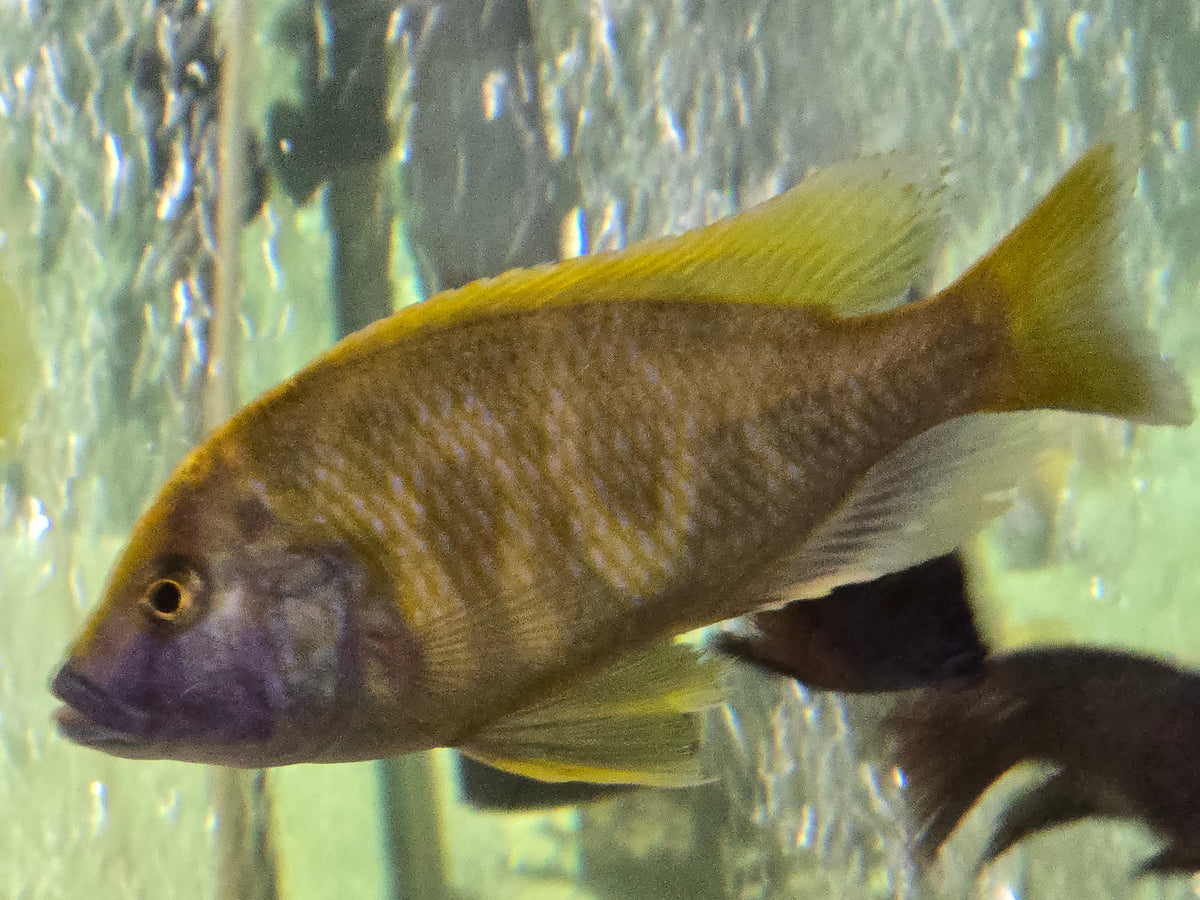 Venustus