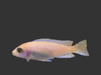 Albino/Peach Malawi Cichlid
