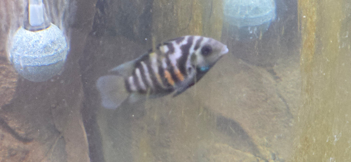 Convict Cichlid