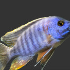 Blue Dragon Blood Cichlid. Aulonocara sp.