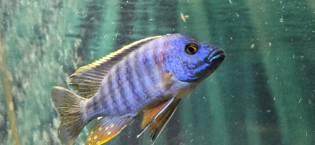 Blue Dragon Blood Cichlid. Aulonocara sp.