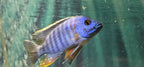 Blue Dragon Blood Cichlid. Aulonocara sp.