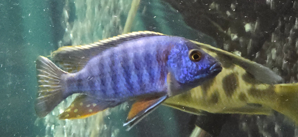 Blue Dragon Blood Cichlid. Aulonocara sp.