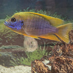 Lemon Jake Cichlid