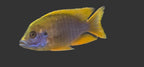 Lemon Jake Cichlid