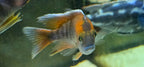 Eureka Red Cichlid