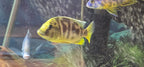 Venustus