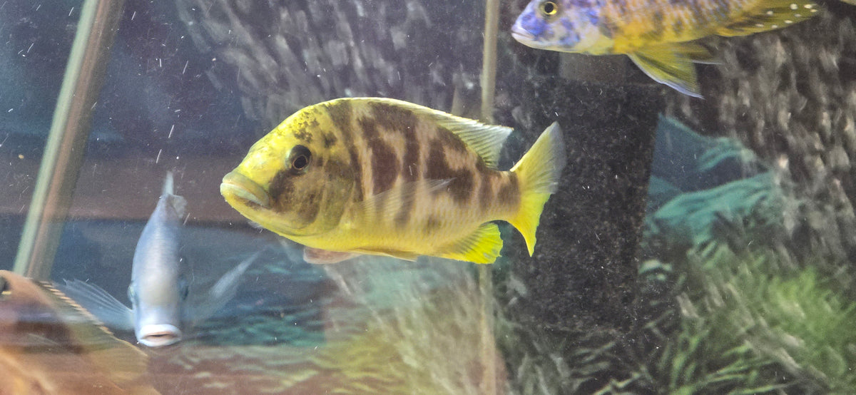 Venustus