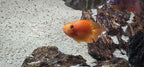 Red Parrot