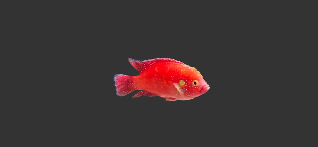 Red Jewel Cichlid