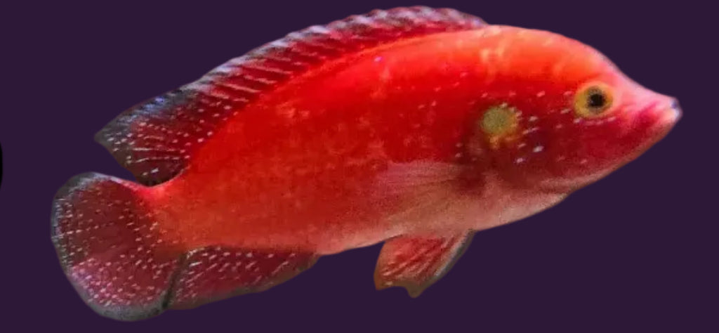 Red Jewel Cichlid