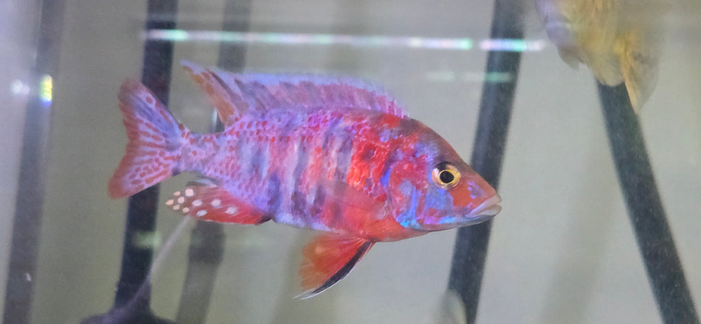 Raspberry OB