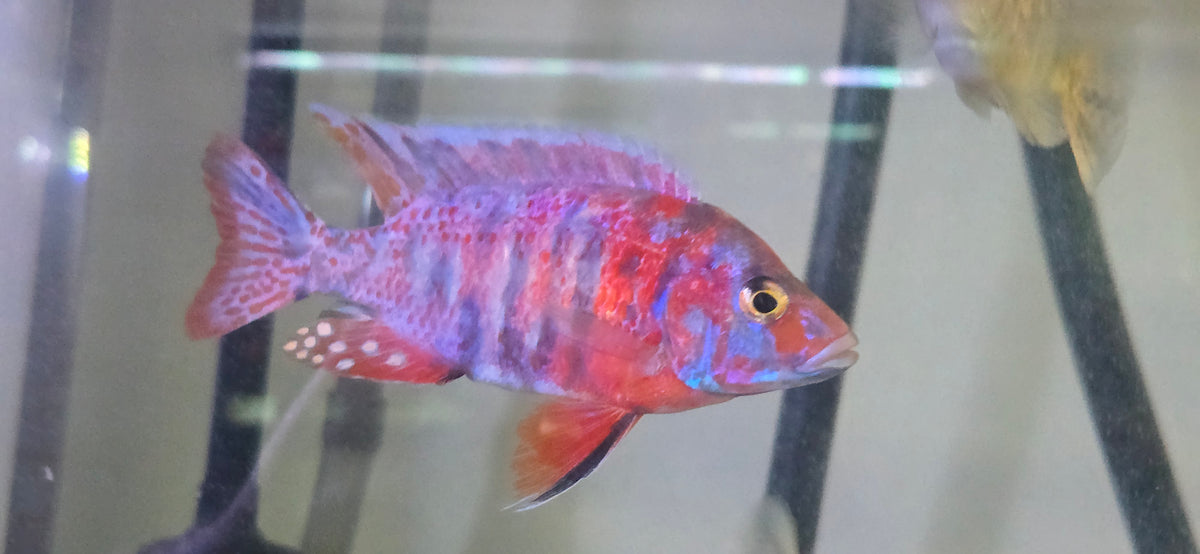 Raspberry OB