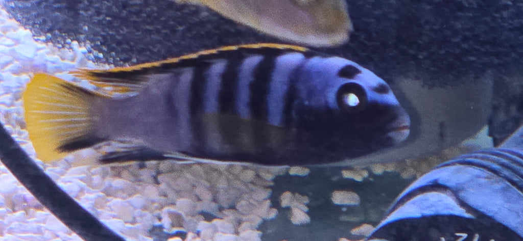 Labidochromis Yellow Fin Mbamba