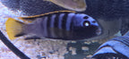 Labidochromis Yellow Fin Mbamba