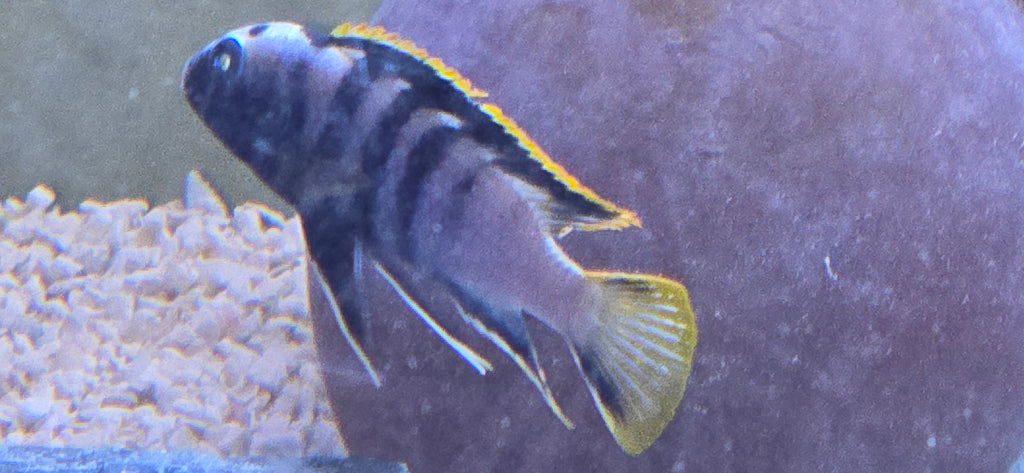 Labidochromis Yellow Fin Mbamba
