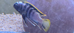 Labidochromis Yellow Fin Mbamba