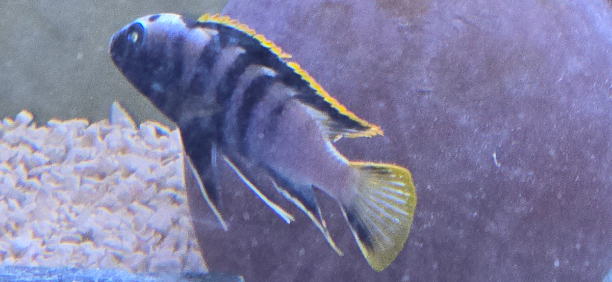 Labidochromis Yellow Fin Mbamba