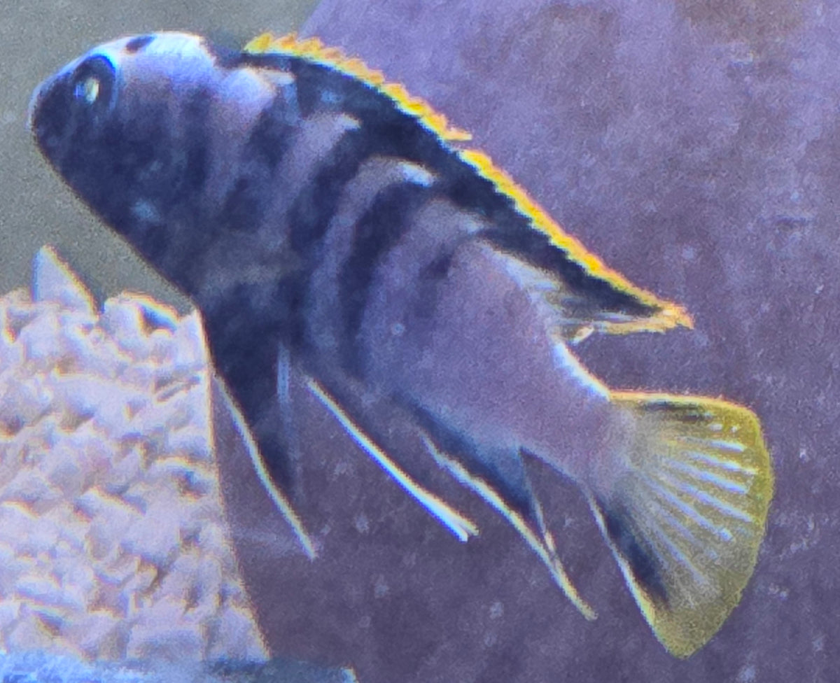 Labidochromis Yellow Fin Mbamba