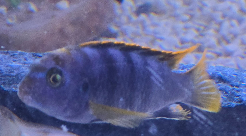 Labidochromis Yellow Fin Mbamba