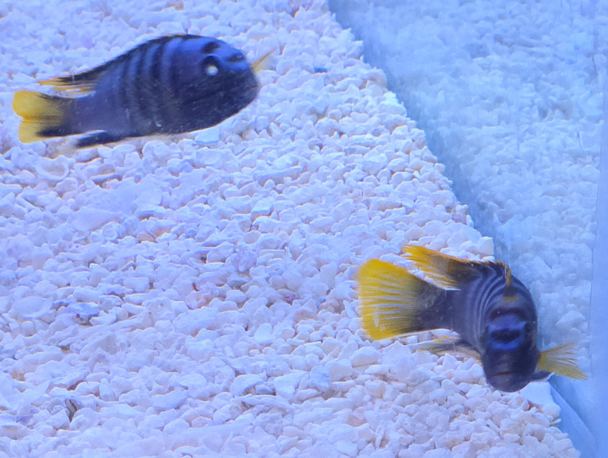 Labidochromis Yellow Fin Mbamba
