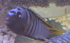 Labidochromis Yellow Fin Mbamba