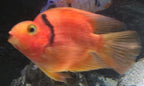 Red Tiger King Kong Parrot