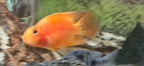 Red Parrot