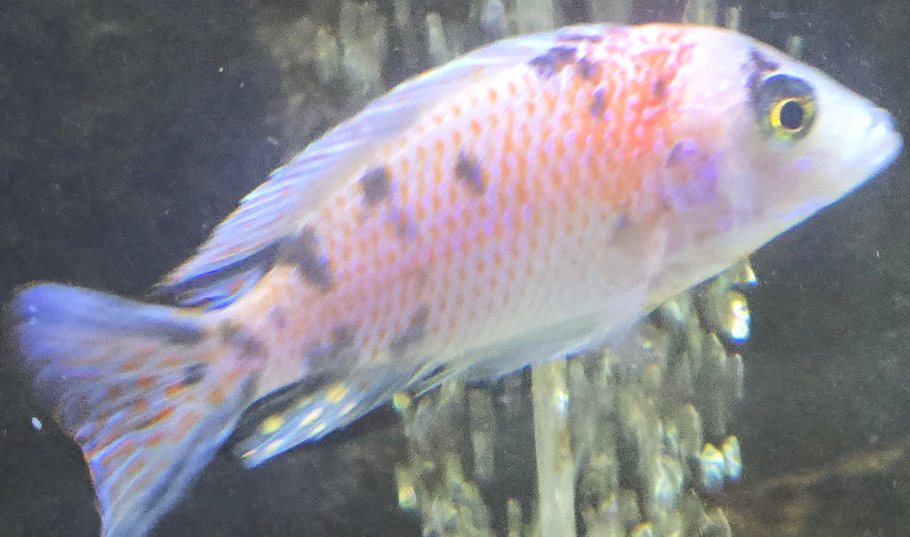 Platinum Fryeri OB