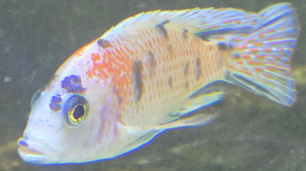 Platinum Fryeri OB