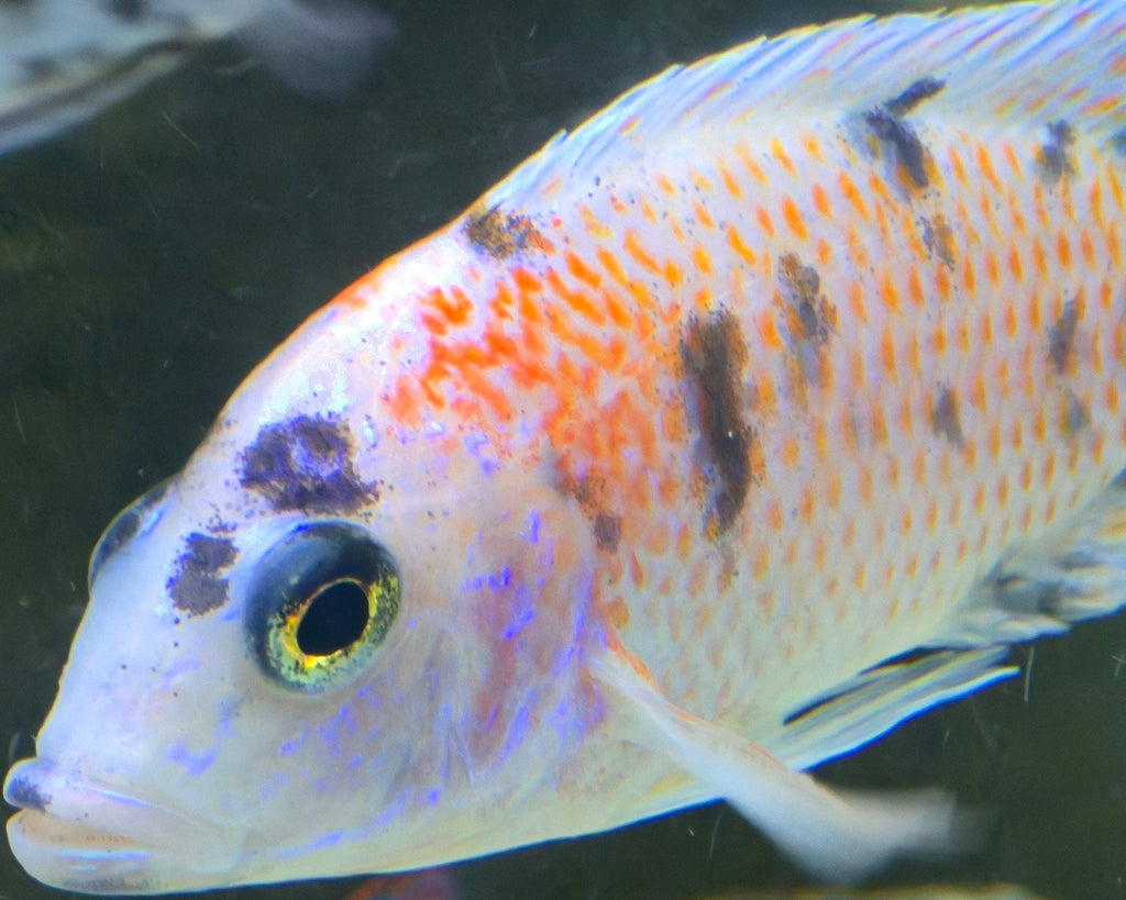 Platinum Fryeri OB