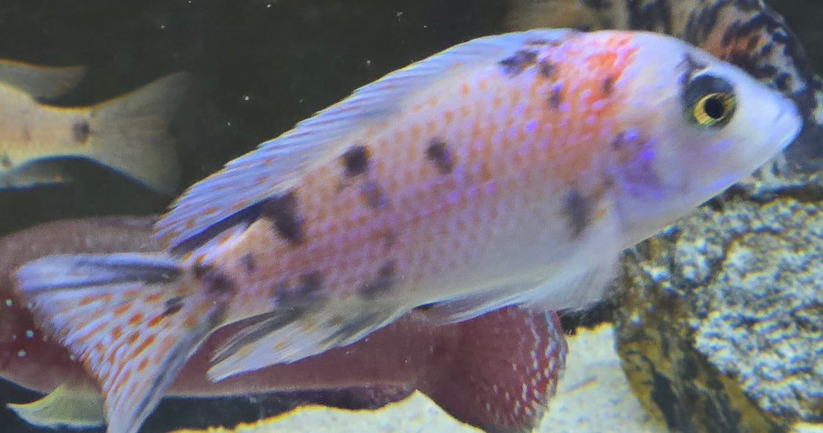 Platinum Fryeri OB