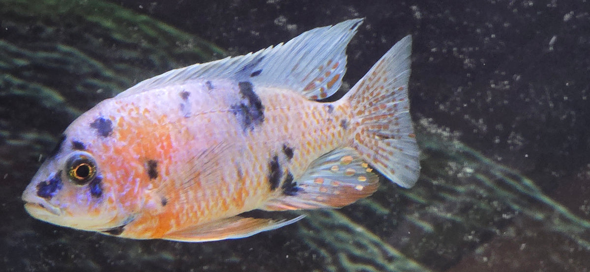 Platinum OB