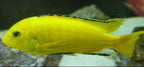 Yellow Lab