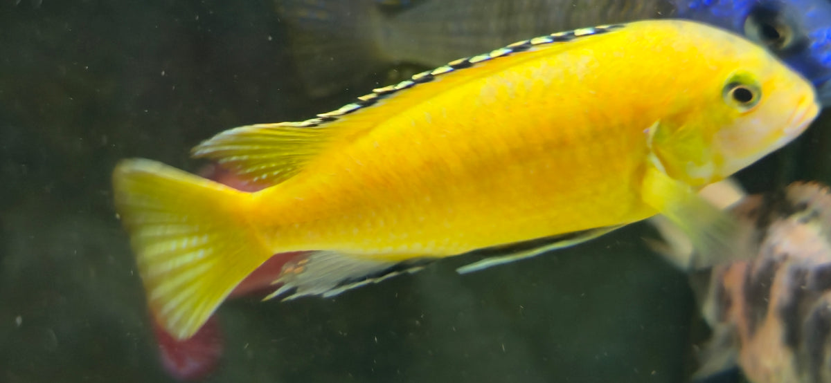 Yellow Lab