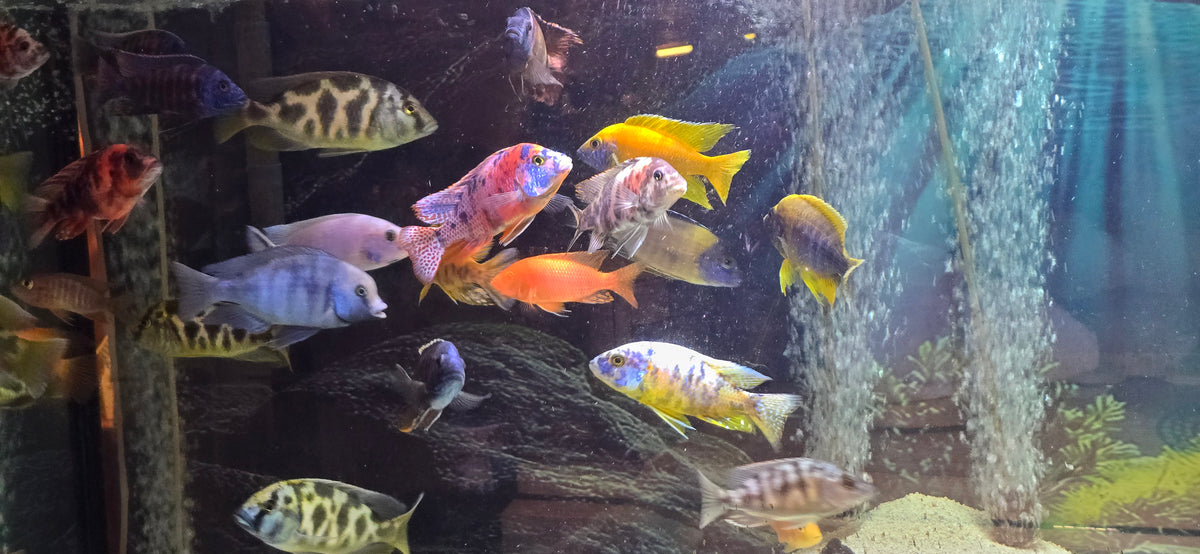 Assorted Peacock, Hap & Mystery Hybrid Bundle "3 Pack" Male