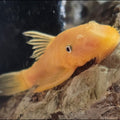 Albino/Lemon Bristlenose Pleco L144