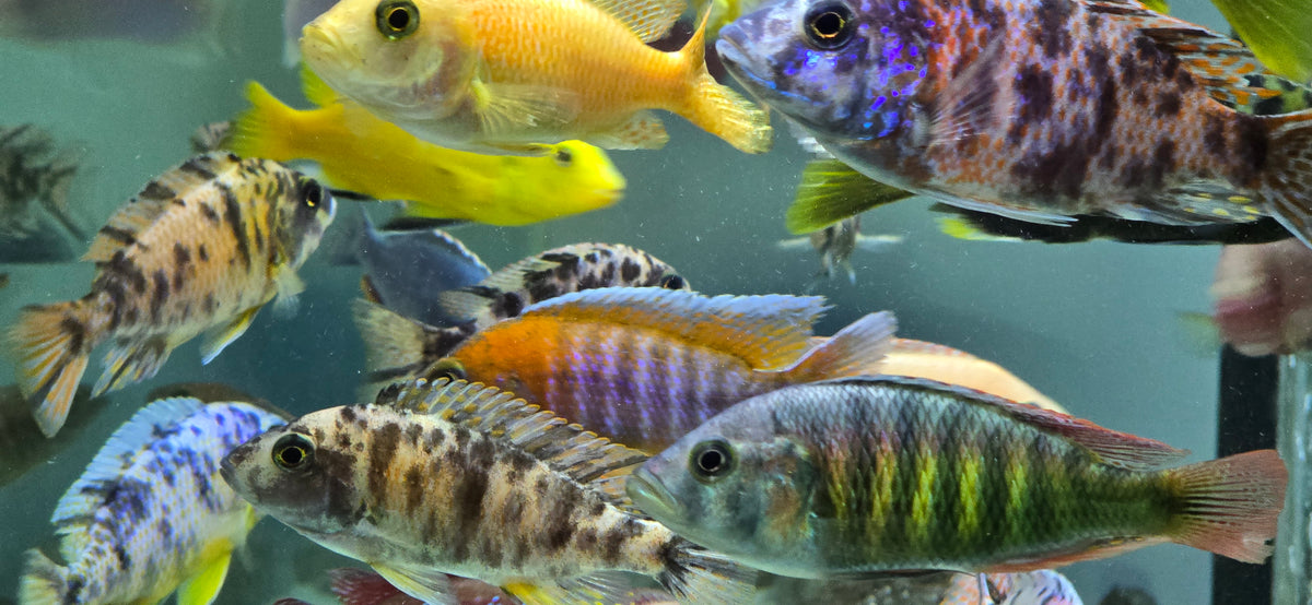 Assorted Peacock Bundle "6 Pack" Male
