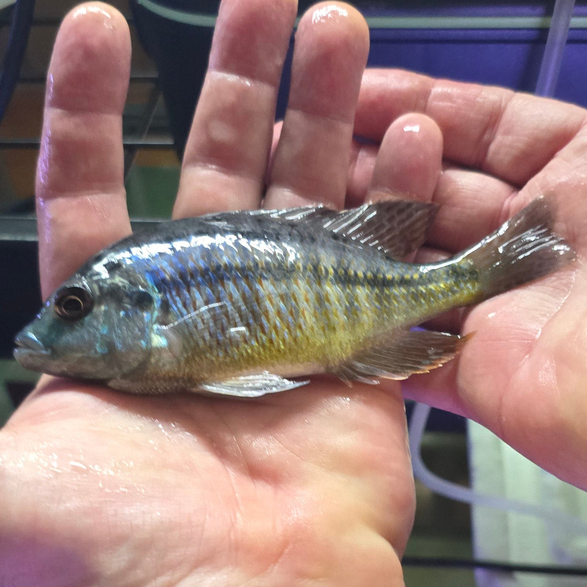 Red Empress Cichlid