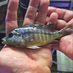 Red Empress Cichlid